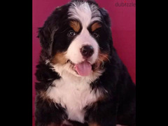Bernese mountain dog Boy With FCI documents - 3