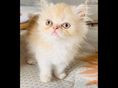 fluffy cute kitten
