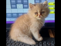 fluffy cute kitten - 2