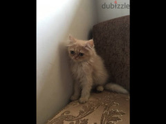 fluffy cute kitten - 3