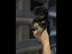 Yorkshire puppy - 3
