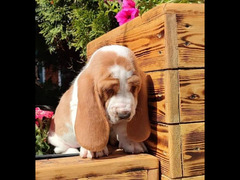 Cute Basset hound Puppy Male From Russia - 3