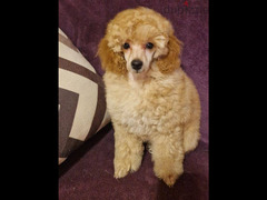 Poodle miniature - 3