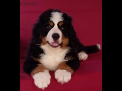 Bernese mountain dog Boy With FCI documents - 4