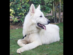 كلب white German للبيع - 4