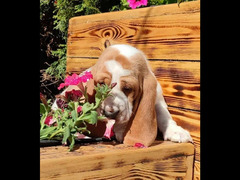 Cute Basset hound Puppy Male From Russia - 4