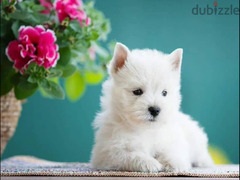 west highland white terrier Male From Russia - 5