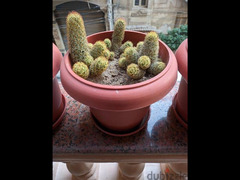 cactus-صبار - 5