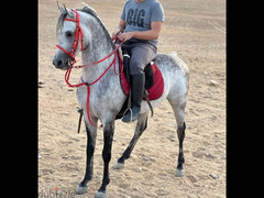 حصان عربي اصيل للبيع - 5
