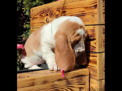 Cute Basset hound Puppy Male From Russia - 5
