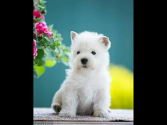 west highland white terrier Male From Russia - 6