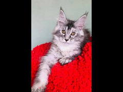 Maine Coon Kitten Male From Russia - 2