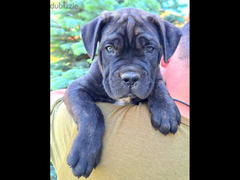 Cane Corso Dog FCI Pedigree Imported from Europe