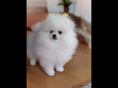 Pomeranian Dog - white - Imported from Europe - 1
