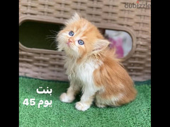قطط شيرازي - 2