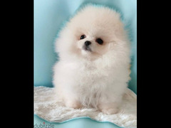Pomeranian Dog - white - Imported from Europe - 2