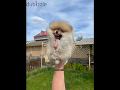 Pomeranian Dog Female - Sable Color SUPER QUALITY