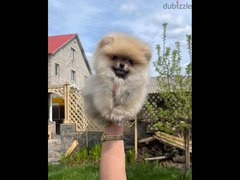 Pomeranian Dog Female - Sable Color SUPER QUALITY - 2