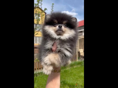 Pomeranian Dog - Black & Tan - Imported from Europe with all documents