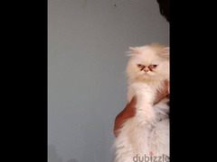 قطه هيمالايا اورنج للبيع