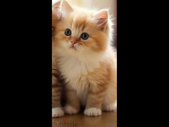قطط شيرازي هيمالايا للبيع  بسعر 490 - 1