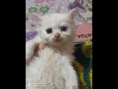 للبيع قطتين شيرازي مون فيس عمر شهرين سعر القطة 150جنيه - 2