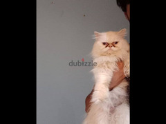 قطه هيمالايا اورنج للبيع - 2