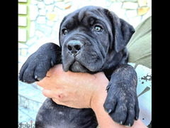 Cane Corso Dog FCI Pedigree Imported from Europe - 2