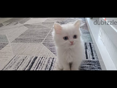 قطة شيرازي بيضاء عيون زرقاء للبيع عمر شهرين