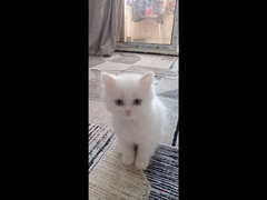 قطة شيرازي بيضاء عيون زرقاء للبيع عمر شهرين - 2