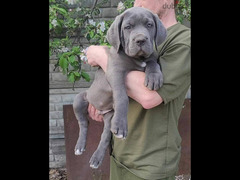 Cane Corso Dog  - Blue - FCI pedigree - 2
