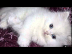 قطط شيرازي هيمالايا للبيع  بسعر 490 - 3