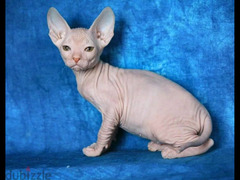 Sphynx Cat From Russia - 1