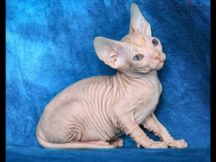 Sphynx Cat From Russia - 2