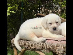 White Labrador Retriever Dog WITH PEDIGREE FCI - 2
