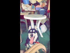 Husky dog for sale كلب هاسكي للبيع