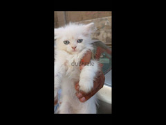 قطط  شيرازي للبيع - 1