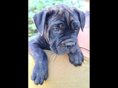 Cane Corso Dog FCI Pedigree Imported from Europe - 3