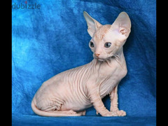 Sphynx Cat From Russia - 3