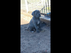Cane Corso Dog  - Blue - FCI pedigree - 3