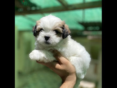 Shihtzu