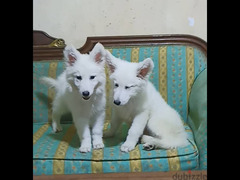 جيرمان أبيض للبيع White German Shepherd for sale