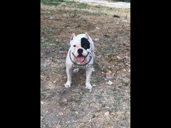 أميركان بولي American bully