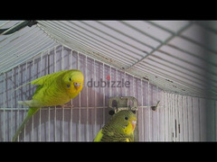 عصافير بادجي - 2