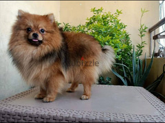 Pomeranian puppies جراوي بوميرانيان ميني - 2