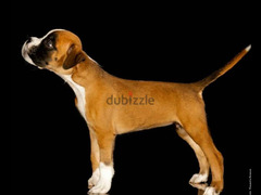 Boxer Puppy Male From Russia - 3