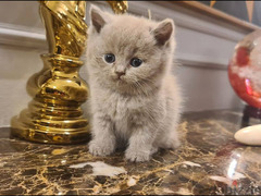 British Shorthair lilac