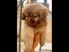 Pekingese puppy for sale