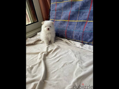 بومرينيان اعلى مستوى تيكب  Pomeranian - 2