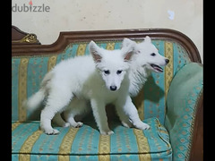 جيرمان أبيض للبيع White German Shepherd for sale - 3